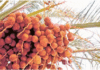 Date sugar among winners of Khalifa Awar