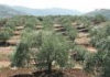 Jordan to witness increased olive production