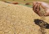 Saudi issues tender for 550,000T wheat
