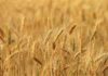 Tunisia: grain imports up 32%