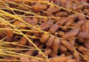 Tunisia: record date harvest of 49,000 tons in Tozeur