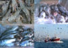 Tunisia: Seafood exporters are angry over tax on export turnover