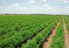 Tunisia: farmers’ losses estimated at 50 million dinars