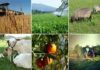 Tunisia: private Investment in agriculture edges up 15.4%