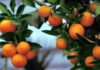Tunisia: smooth citrus campaign