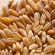 Tunisia: stock of grain amounts to 2 months supply (Grain Board)