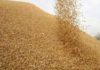 Tunisia buys 159,000 tons of milling wheat