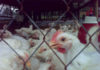 Tunisia: poultry sector losses estimated at 25 MTD