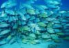 Tunisia: fisheries production down 3% in 2015