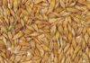 Tunisia to buy 125,000 metric tons of feed barley