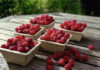 Tunisia: SanLucar developing first large scale raspberry plantation