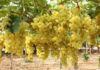 Tunisia: production of table grapes put at 137,000 tons