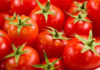 Tunisia: tomato production in Sidi Bouzid estimated at 126,000 tons