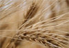Tunisia: buys 134,000 tons of wheat
