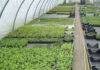 Tunisia: private investment in agriculture up 18.8%