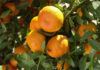 Tunisia: Citrus production up 7% in 2013-2014