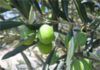 Tunisia: 67,000 tons of olive oil exported to the end of February