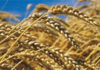 Tunisia: grain import will not be liberalized