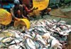 Tunisia: fish production posts 3% increase in first half of 2012