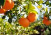 Tunisia: fall in citrus production