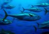 Tunisia: bluefin tuna quota to be raised to 1,497 tonnes in 2016