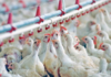 Tunisia: poultry sector has lost 500 MTD over last 5 years