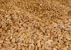 Tunisia buys 176,000 tons of milling wheat and 50,000 t of feed barley