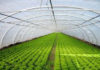 Tunisia: private agricultural investment down 26.5%