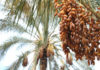 Tunisia: this year’s date harvest estimated at 241,500 tons