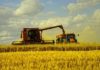 Tunisia: grain harvest estimated at 14 million quintals
