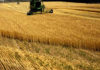 Tunisia: nearly 6.5 million quintals of grain harvested until July 19