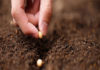 Tunisia: parallel market provides between 60 and 70% of global seed needs