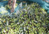 Tunisia: AAAID considers funding USD 400-mln packaged olive oil production project