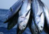 Tunisia: fisheries exports reached 327 MTD in 2015