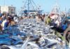 Tunisia: fishing exports increase by 24% in 2017