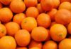 Tunisia: citrus exports set to reach 20 thousand tons in 2017/2018 season