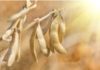 Tunisia to import 610,000 tons of soybeans