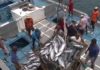 Tunisia: agriculture and fishing sector edges up 11.9%