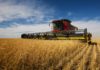 Tunisia: grain harvest set to decline to 1.4 million tons