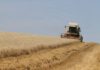 Tunisia: grain production estimated at 14.3 million quintals