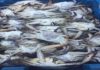 Tunisia: crab exports soar 1,102% in H1 2018