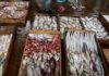 Tunisia: export seafood products post sharp increase, revenues not
