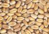 Tunisia buys 250,000 tons of wheat, durum and barley