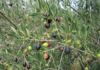 Tunisia: olive oil production soars 325% in 2017-2018 season