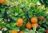 Tunisia: Citrus production edges up 35% in Cap Bon