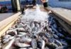 Tunisia: fishery products continue successes in export