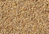 Tunisia buys 75,000 tons feed barley in tender