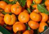 Tunisia: citrus exports edge up 14%