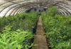 Tunisia: private agricultural investments down to 9.6 MD