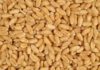 Tunisia buys 92,000 tons wheat in tender